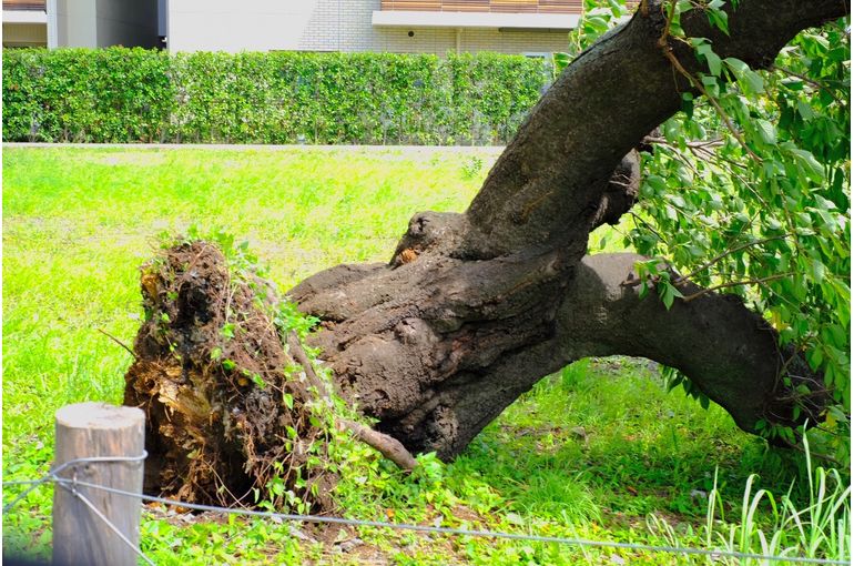 台風で倒れた桜の木